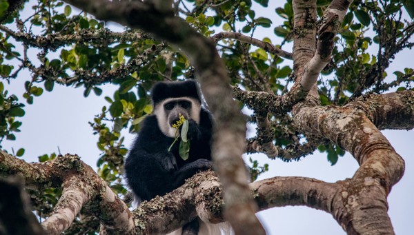 Parque Nacional Aberdare